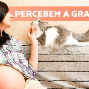 gravidez-e-gatos-ciumentos