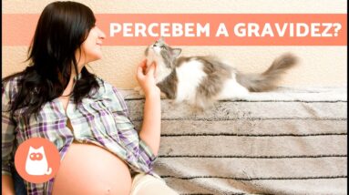 gravidez-e-gatos-ciumentos