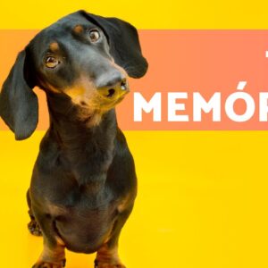 cachorro_tem_memória