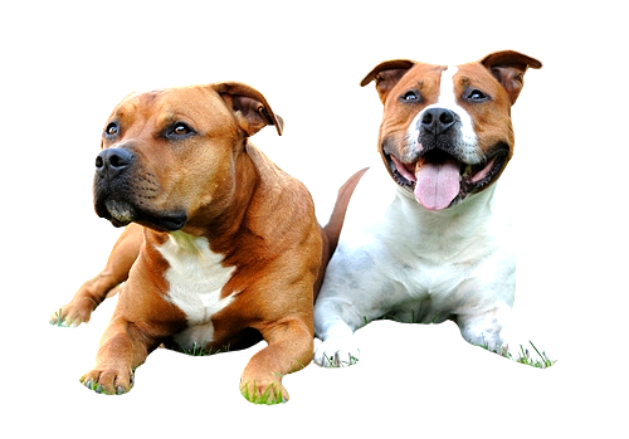 American Pit Bull Terrier brabo cachorros marrons