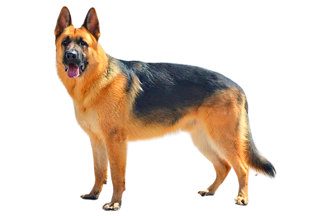 Pastor alemão cão de guarda