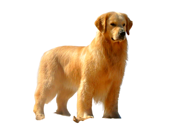 Golden Retriever cão