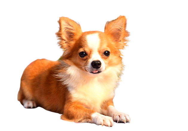Chihuahua cão marrom