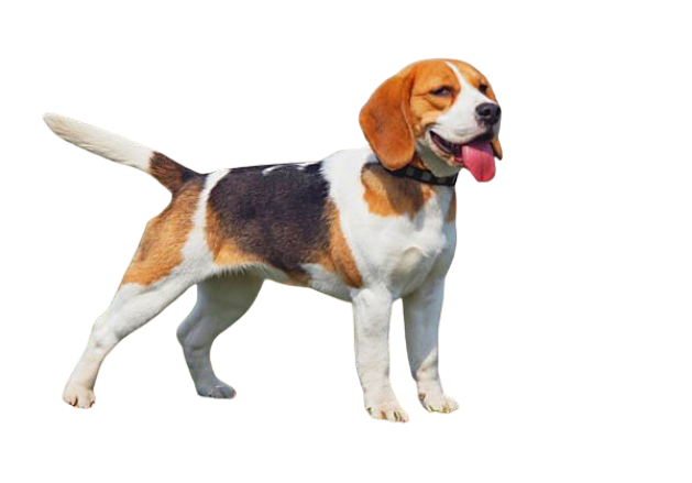 Beagle fofinho cachorros marrons