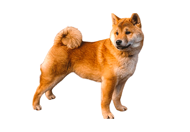 Shiba Inus cachorros marrons