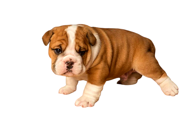Bulldog Inglês cachorro marrom