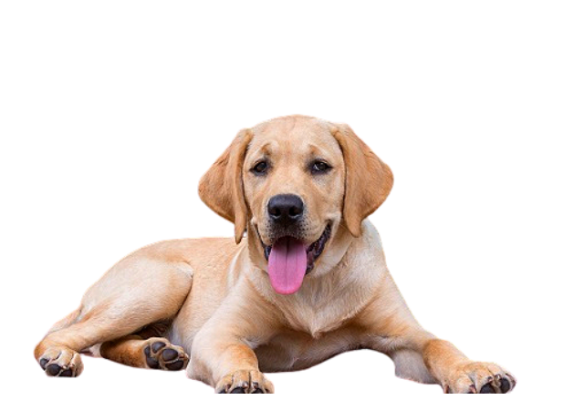 Labrador marrom cachorros marrons