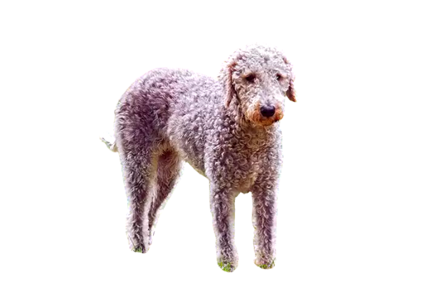 Bedlington Terrier cão amigo