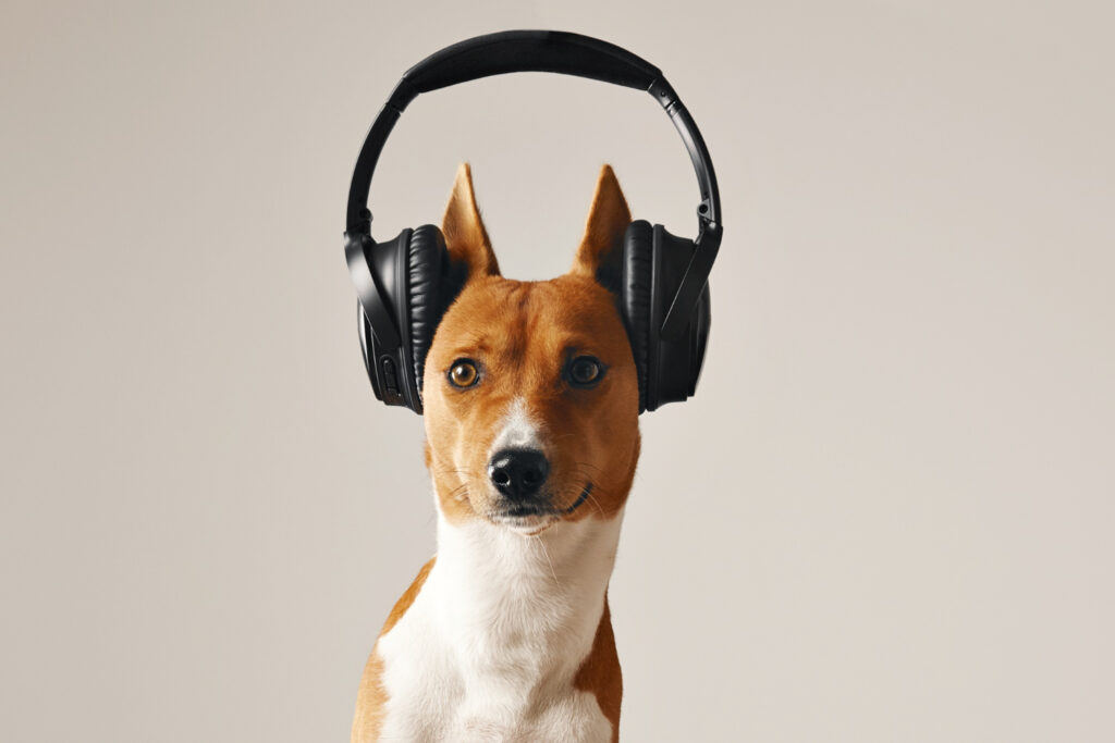 música para acalmar cachorrinhos