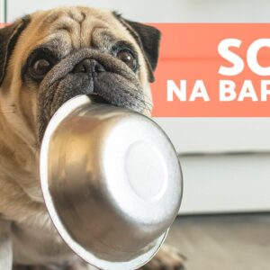 barriga_do_cachorro_fazendo_barulho_agora