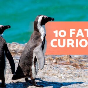 10 CURIOSIDADES sobre PINGUINS que vão te surpreender 🐧