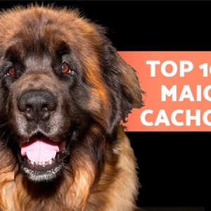 As 10 maiores raças de CACHORRO do mundo 🐶 Descubra-as!