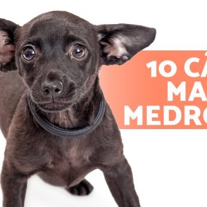 10 RAÇAS de CACHORROS mais MEDROSOS🐶⚡ Do que seu cachorro tem medo?