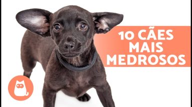 10 RAÇAS de CACHORROS mais MEDROSOS🐶⚡ Do que seu cachorro tem medo?