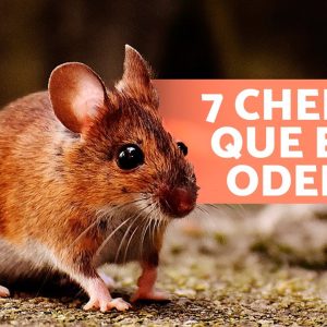 7 CHEIROS que os RATOS ODEIAM 🐀❌ Eles não suportam esses odores!