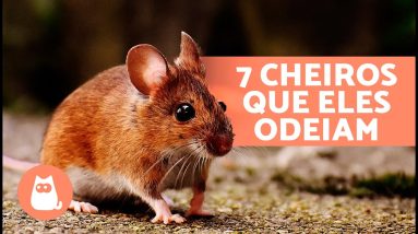 7 CHEIROS que os RATOS ODEIAM 🐀❌ Eles não suportam esses odores!