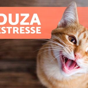Como RELAXAR um GATO ESTRESSADO 🐱 Reduza o Estresse em Gatos!