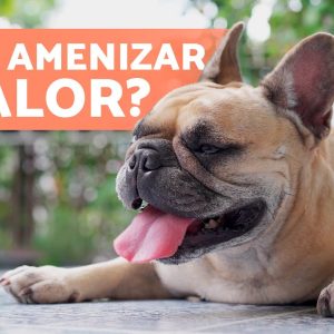 Como aliviar o CALOR nos CACHORROS? 🐶☀️ (5 maneiras de evitar insolação em cães)