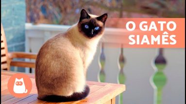 O gato SIAMÊS 🐱 (Origem, Características, Personalidade e Cuidados)