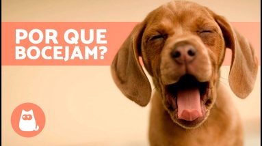 POR QUE o CACHORRO BOCEJA? 🐶 | Compreenda a linguagem corporal canina