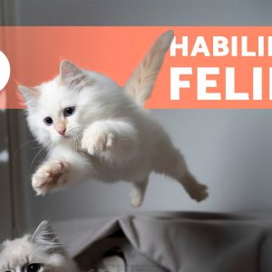 10 COISAS que SÓ os GATOS sabem FAZER 🐱✅ Habilidades felinas?