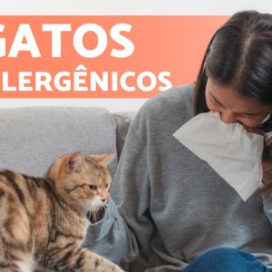 10 RAÇAS de GATOS para ALÉRGICOS 🐱✅ Gatos Hipoalergênicos