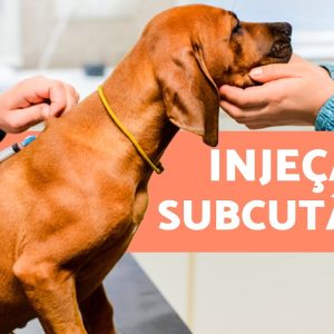 Como aplicar injeção subcutânea em cachorro 🐶💉 | Explicação passo a passo