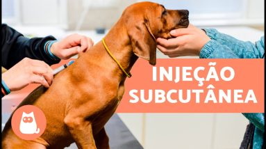 Como aplicar injeção subcutânea em cachorro 🐶💉 | Explicação passo a passo