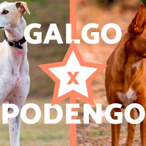 Diferenças entre GALGO e PODENGO 🐶 (Características Físicas, Personalidade, Cuidados e Saúde)