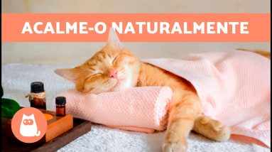 7 CALMANTES NATURAIS para GATOS 🐱✅ | Como relaxar um gato sem medicação