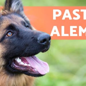 Tudo sobre o cachorro PASTOR ALEMÃO 🐶 (Origem, Características, Treinamento e Cuidados)