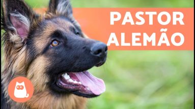 Tudo sobre o cachorro PASTOR ALEMÃO 🐶 (Origem, Características, Treinamento e Cuidados)
