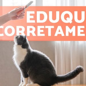 Como EDUCAR um GATO? 🐱 | Guia Completo para treinar um Gato ✅