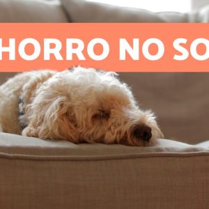Como fazer meu CÃO NÃO SUBIR NO SOFÁ? 🛋️❌🐕 | Educação canina