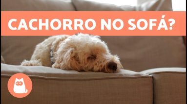 Como fazer meu CÃO NÃO SUBIR NO SOFÁ? 🛋️❌🐕 | Educação canina