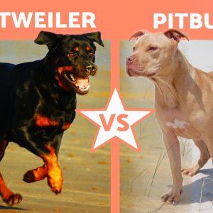 Diferenças entre PITBULL e ROTTWEILER 🐶 (Características Físicas, Caráter, Cuidados e Saúde)