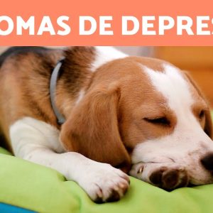 7 SINAIS de que um CÃO está TRISTE 🐶😔 (Linguagem Corporal de um Cachorro Deprimido)