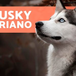 O cão HUSKY SIBERIANO 🐺 (Origem, Características, Caráter e Cuidados)