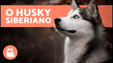 O cão HUSKY SIBERIANO 🐺 (Origem, Características, Caráter e Cuidados)