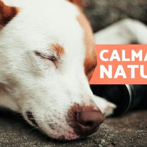 6 CALMANTES NATURAIS PARA CÃES 🐶✅ | Como relaxar um cachorro sem medicação