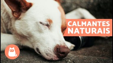 6 CALMANTES NATURAIS PARA CÃES 🐶✅ | Como relaxar um cachorro sem medicação