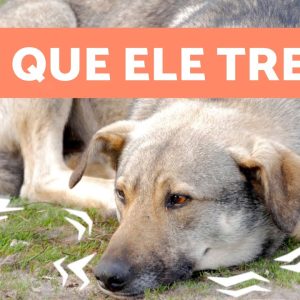 Por que meu CACHORRO TREME? 🐶 7 causas de tremores em cães