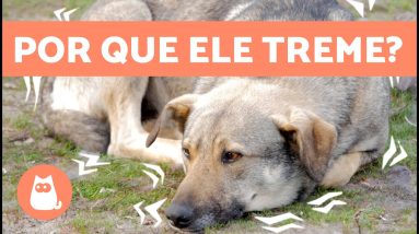 Por que meu CACHORRO TREME? 🐶 7 causas de tremores em cães