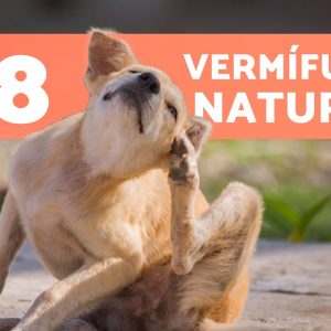 8 melhores vermífugos naturais para cães 🐶✅ | Como desparasitar um cachorro naturalmente
