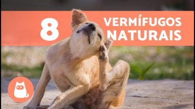 8 melhores vermífugos naturais para cães 🐶✅ | Como desparasitar um cachorro naturalmente