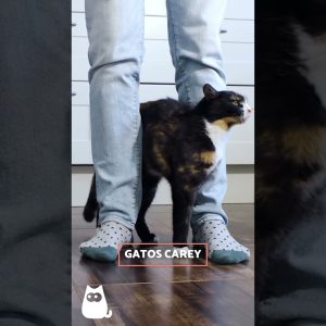 8 CORES de GATOS e seu SIGNIFICADO 🐱 #cats