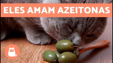 Por que os GATOS ficam LOUCOS com AZEITONAS? 😻🫒 | Os gatos e as azeitonas
