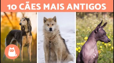 10 RAÇAS DE CÃES MAIS ANTIGAS DO MUNDO 🐶 (Top 10 Cães Mais Antigos)