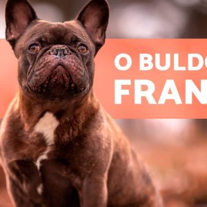 O cão BULLDOG FRANCÊS 🐶 (Origem, Características, Personalidade e Cuidados)