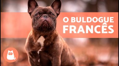 O cão BULLDOG FRANCÊS 🐶 (Origem, Características, Personalidade e Cuidados)